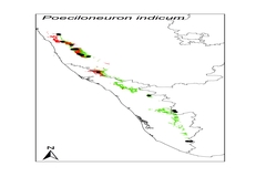 Poeciloneuron indicum